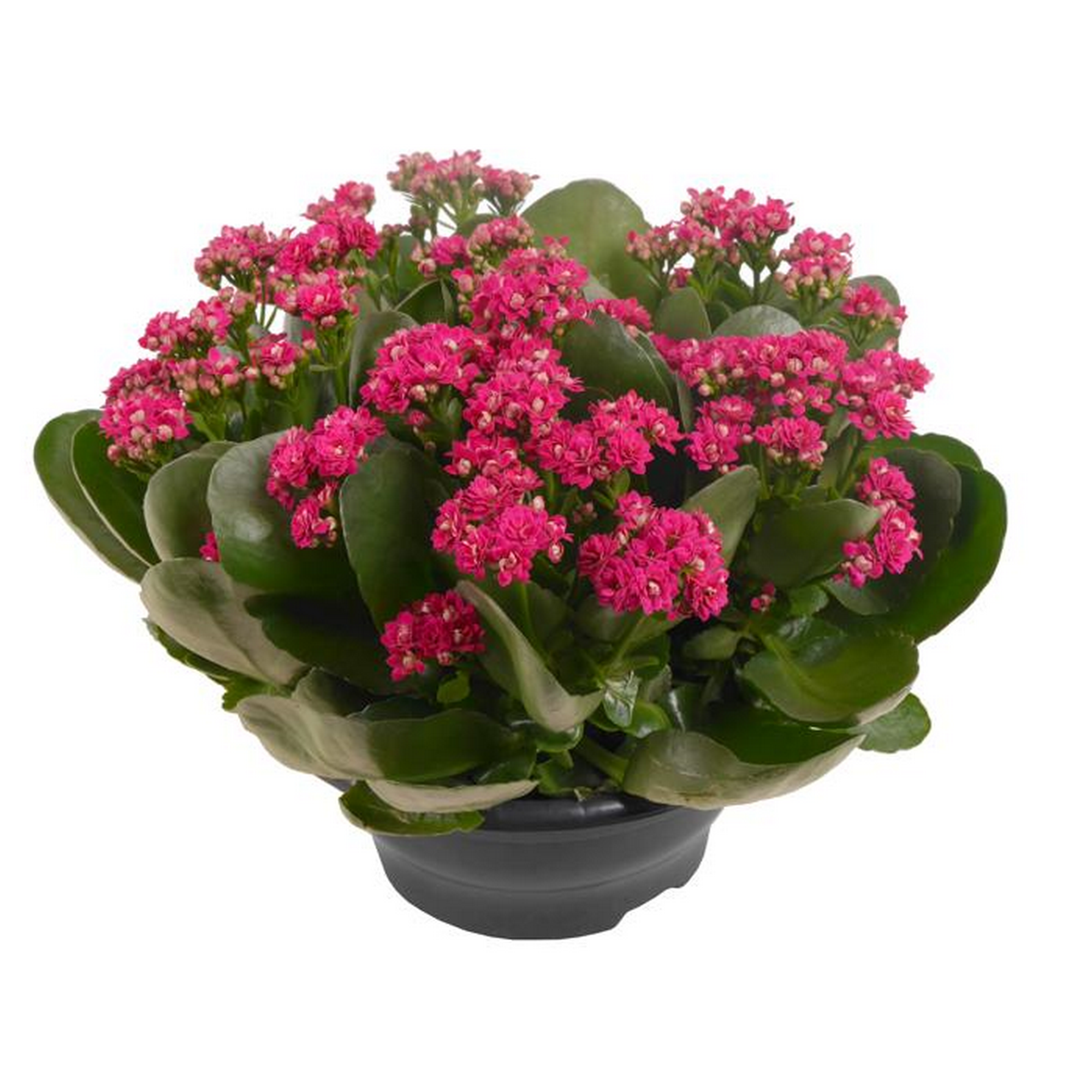 Flammendes Käthchen verschiedene Farben 23 cm Schale