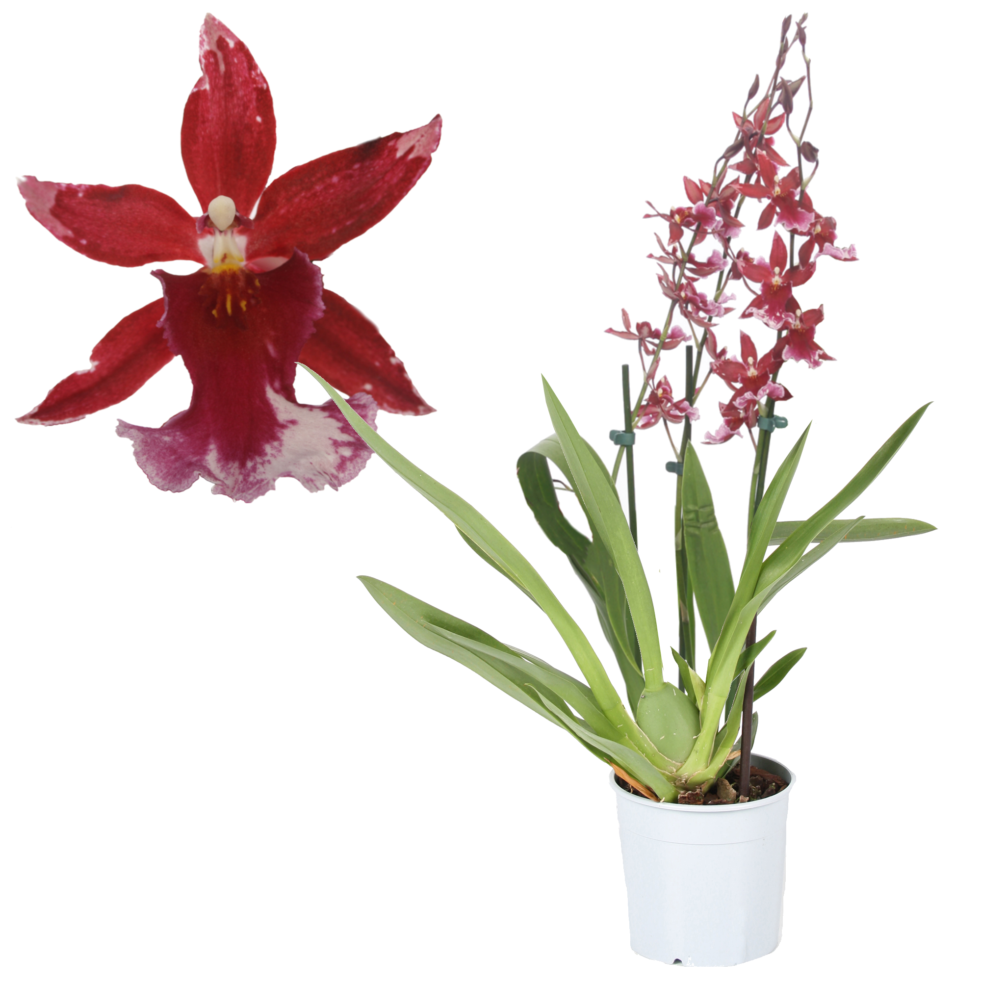 Cambria-Orchidee 'Barocco Red' 3 Rispen rot 12 cm Topf + product picture