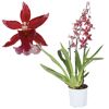 Cambria Barocco Red Orchidee im Topf