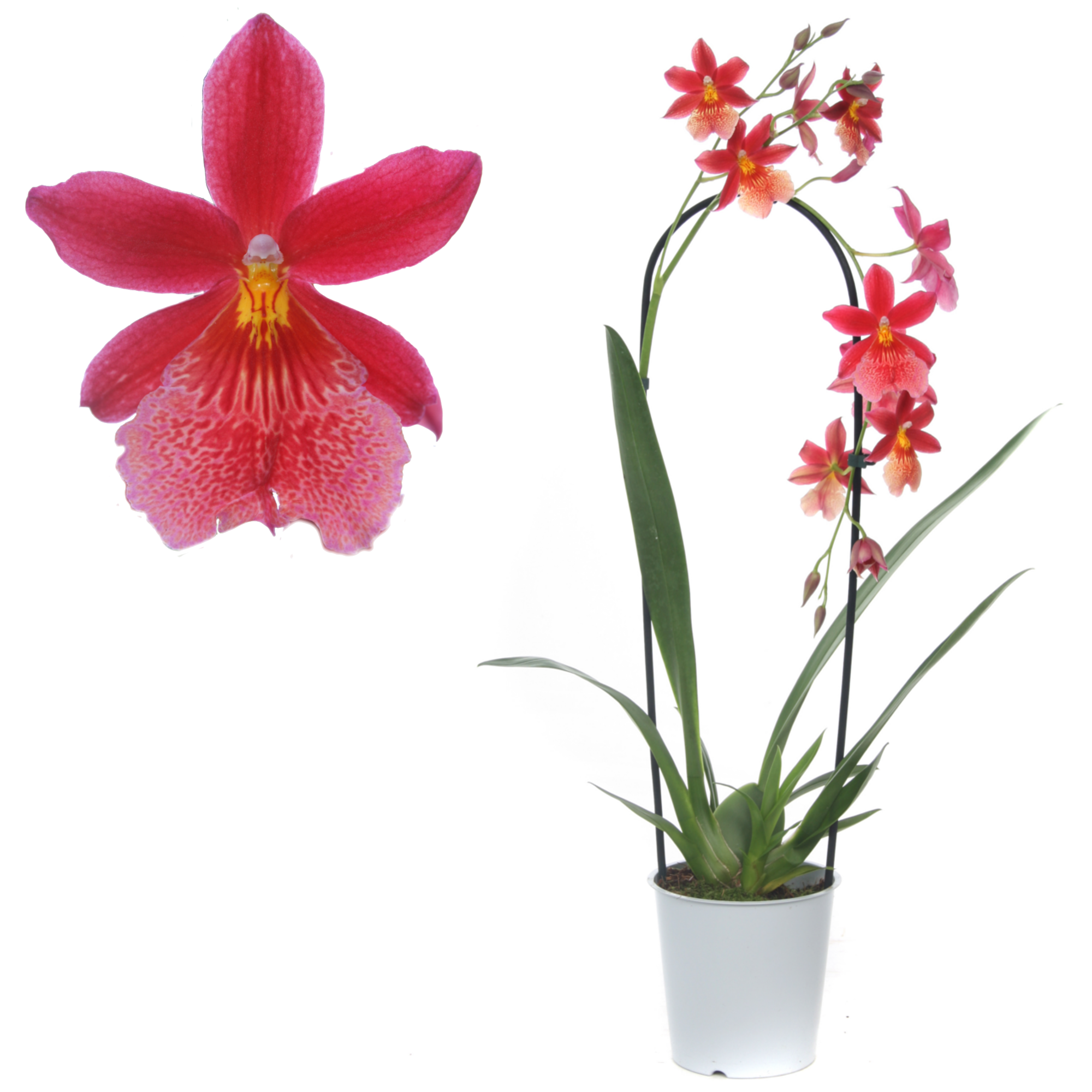 Cambria-Orchidee 'Nelly isler' 1 Rispe rot, 12 cm Topf + product picture