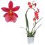 Cambria Nelly Isler Orchidee im Topf