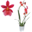 Cambria-Orchidee 'Nelly isler' 1 Rispe rot, 12 cm Topf