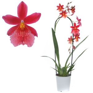 Cambria-Orchidee 'Nelly isler' 1 Rispe rot, 12 cm Topf