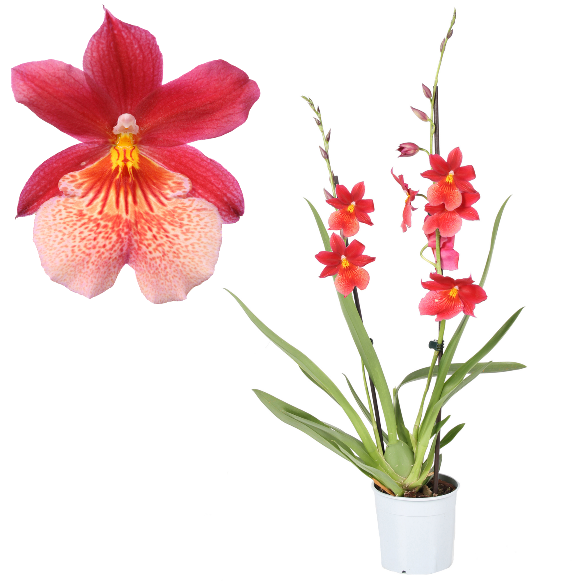 Cambria-Orchidee 'Nelly Isler' 2 Rispen rot 12 cm Topf + product picture
