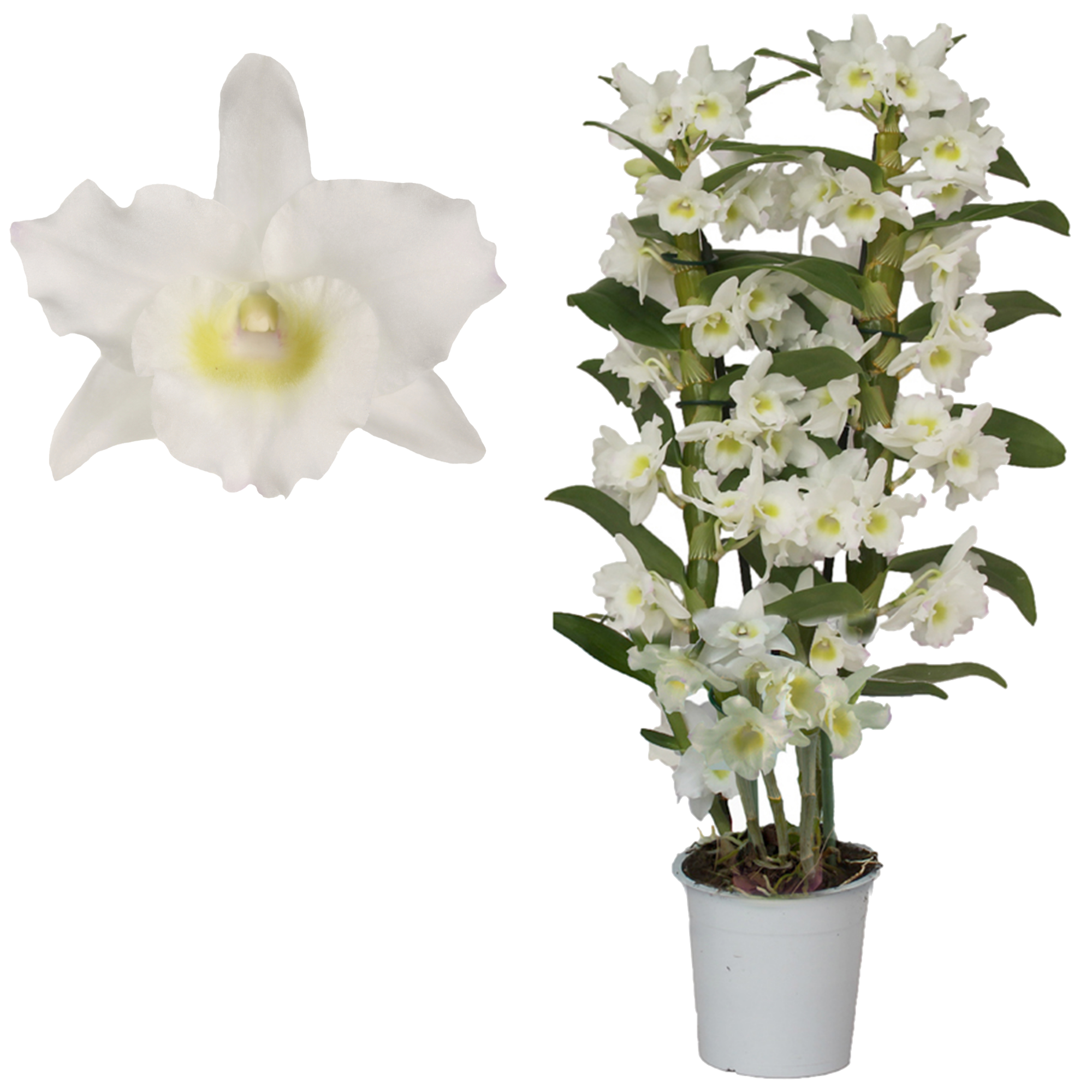 Dendrobium-Orchidee 'Apollon' 2 Rispen weiß 12 cm Topf + product picture