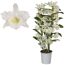 Weiße Dendrobium Apollonev Orchidee im Topf