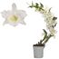 Weiße Dendrobium nobile Orchidee im Topf