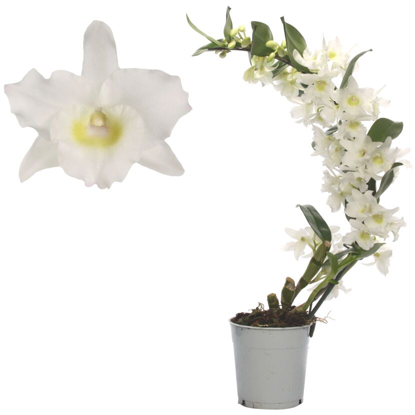 Weiße Dendrobium nobile Orchidee im Topf