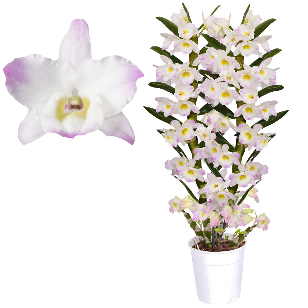 Weiße und violette Dendrobium-Orchidee im Topf.