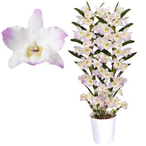 Dendrobium-Orchidee 'Kumiko' 2 Rispen rosa/weiß 12 cm Topf