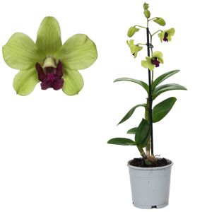Dendrobium-Orchidee 'Anna Green' 1 Rispe grün 11 cm Topf