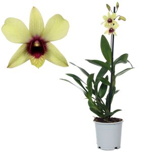Dendrobium-Orchidee 'Ban Chocolat' 1 Rispe grün/violett 11 cm Topf