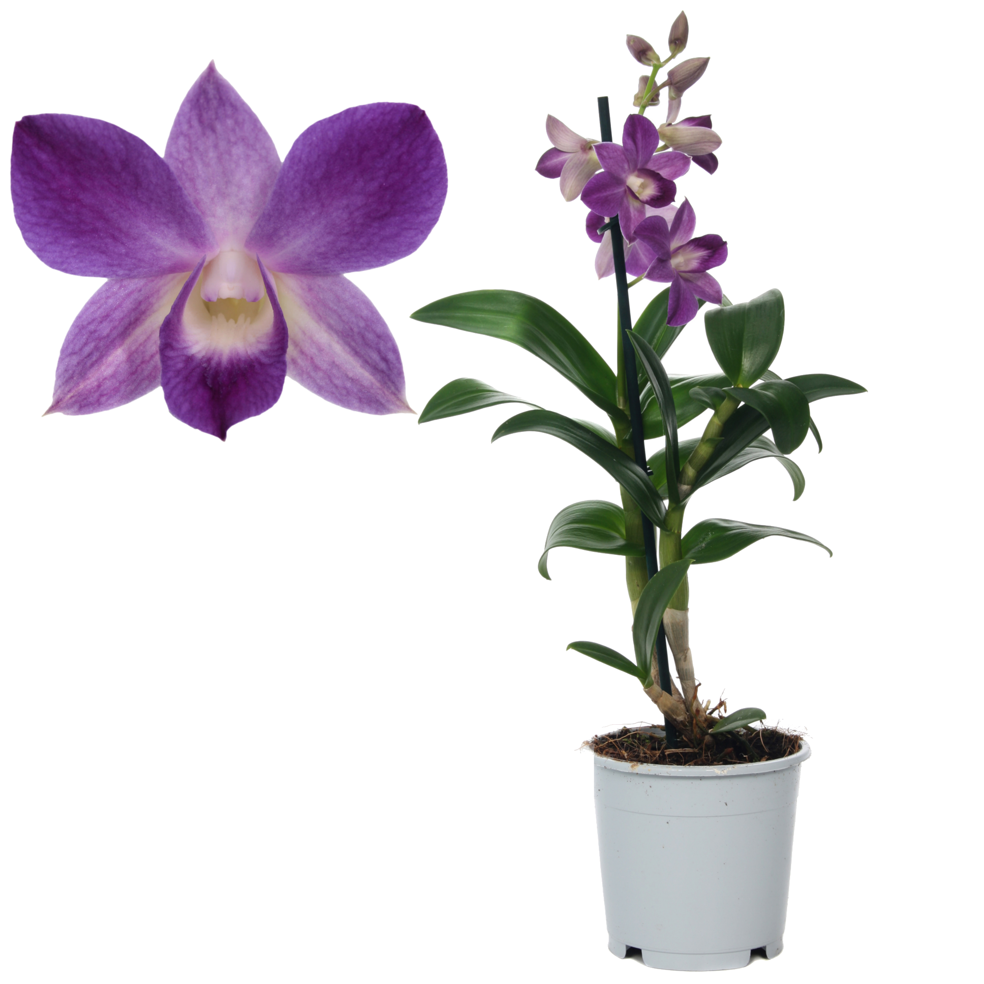 Dendrobium-Orchidee 'Blue Happiness' 1 Rispe blau 11 cm Topf + product picture