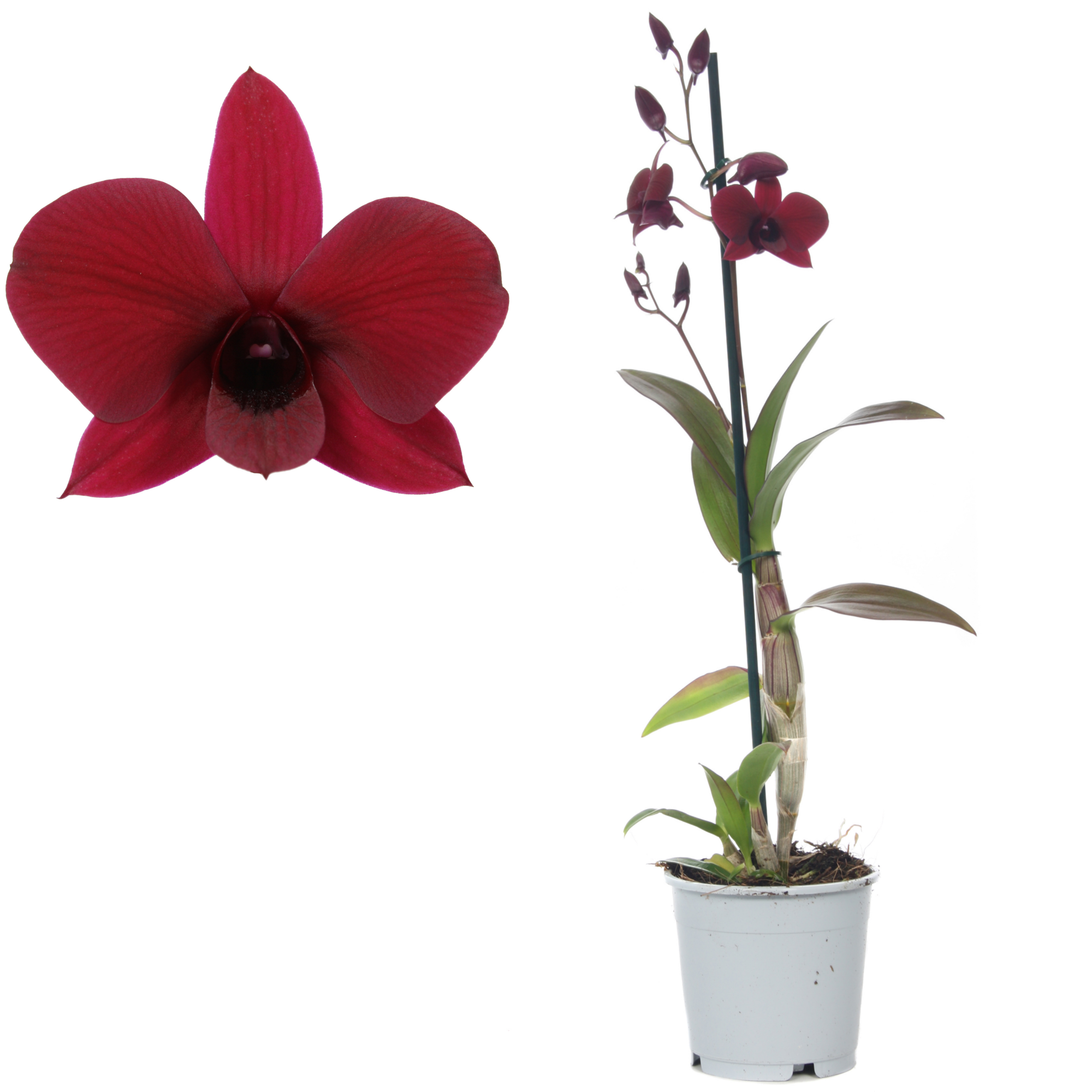 Dendrobium-Orchidee 'Thailand Black' 1 Rispe rot 11 cm Topf + product picture