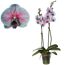 Phalaenopsis Royal Bubblegum Orchidee in einem Topf