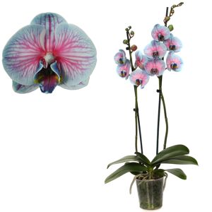 Schmetterlingsorchidee 'Royal Bubblegum' 2 Rispen blau/pink 12 cm Topf