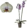 Lila-grünliche Orchidee im Topf