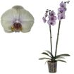 hauptbild