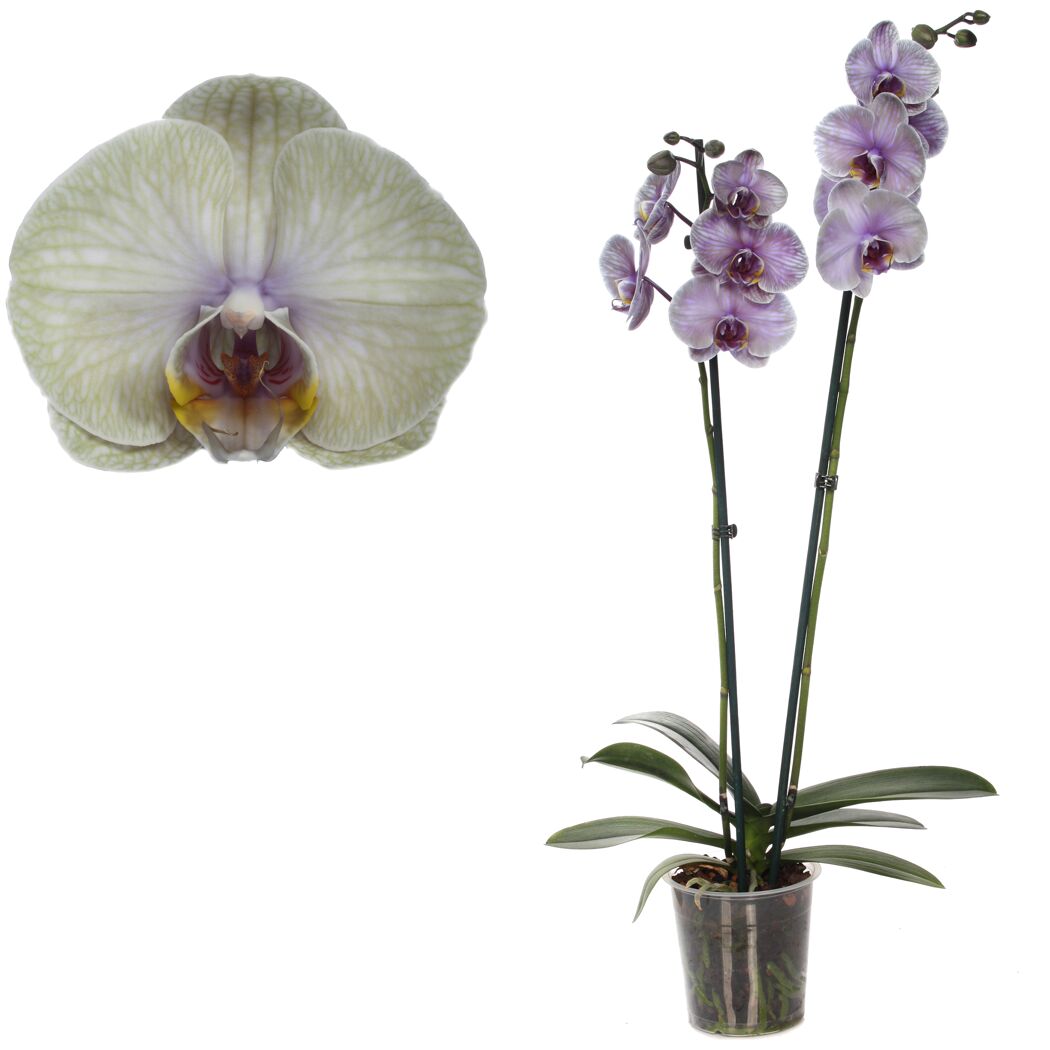 Lila-grünliche Orchidee im Topf