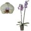 Lila-grünliche Orchidee im Topf