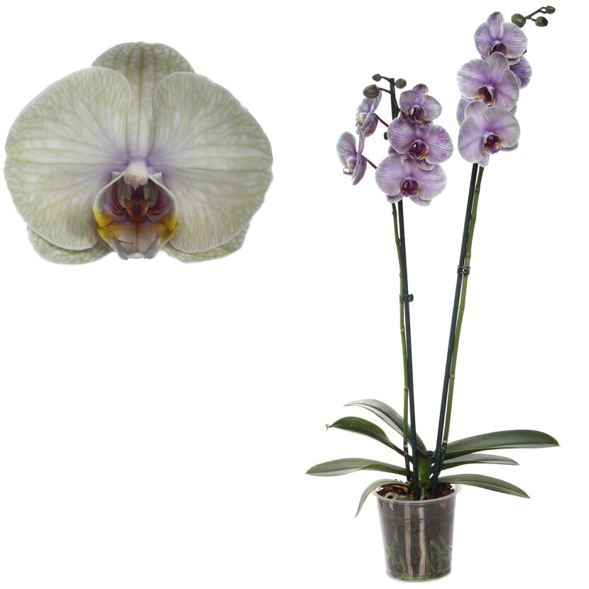 Lila-grünliche Orchidee im Topf