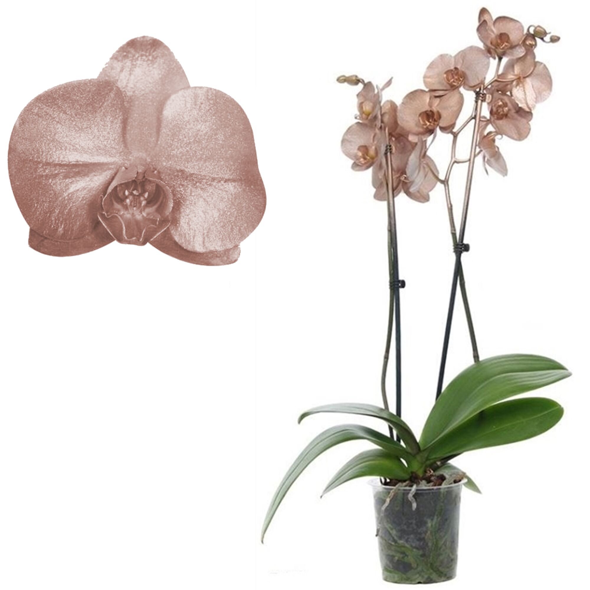 Rosafarbene Orchidee im Topf