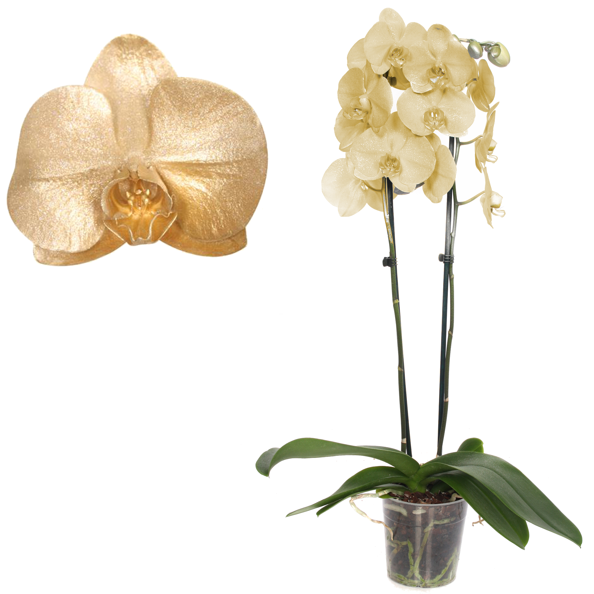 Schmetterlingsorchidee 'Royal Metallic Gold' 2 Rispen gold 12 cm Topf + product picture