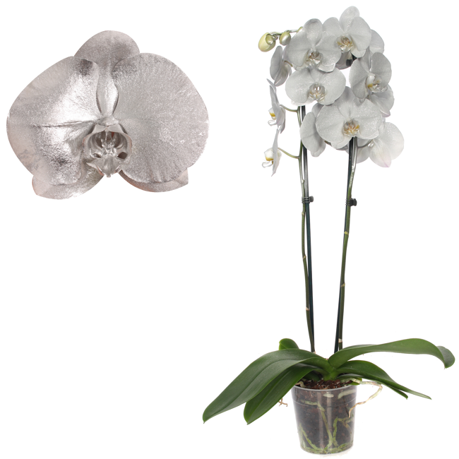 Bild von Schmetterlingsorchidee 'Royal Metallic Silver' 2 Rispen silber 12 cm Topf