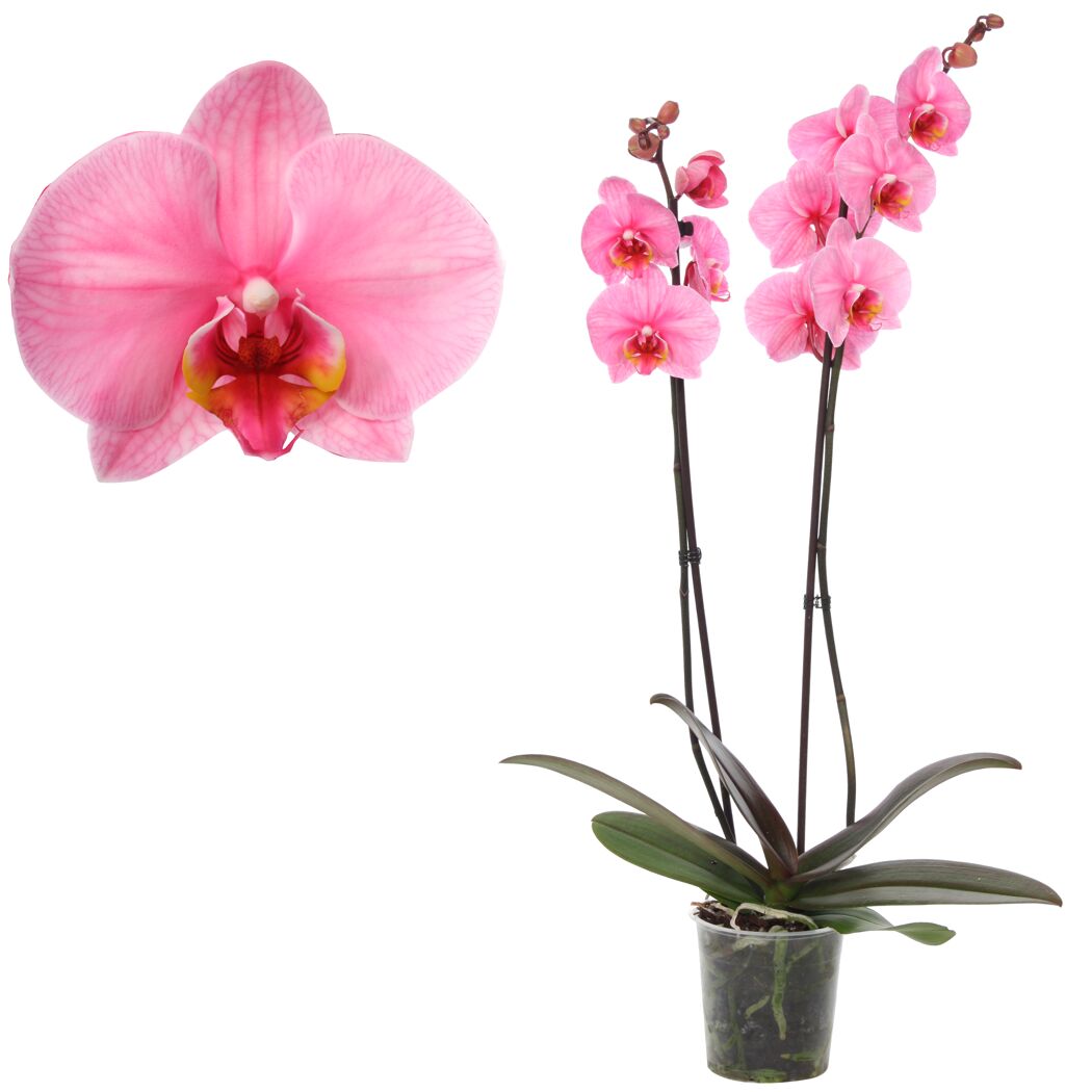 Rosa Orchidee im Topf