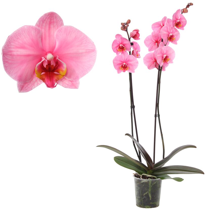 Rosa Orchidee im Topf