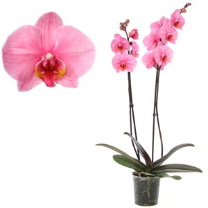 Schmetterlingsorchidee 'Royal Pink' 2 Rispen pink 12 cm Topf