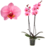 Verkleinertes Bild von Schmetterlingsorchidee 'Royal Pink' 2 Rispen pink 12 cm Topf
