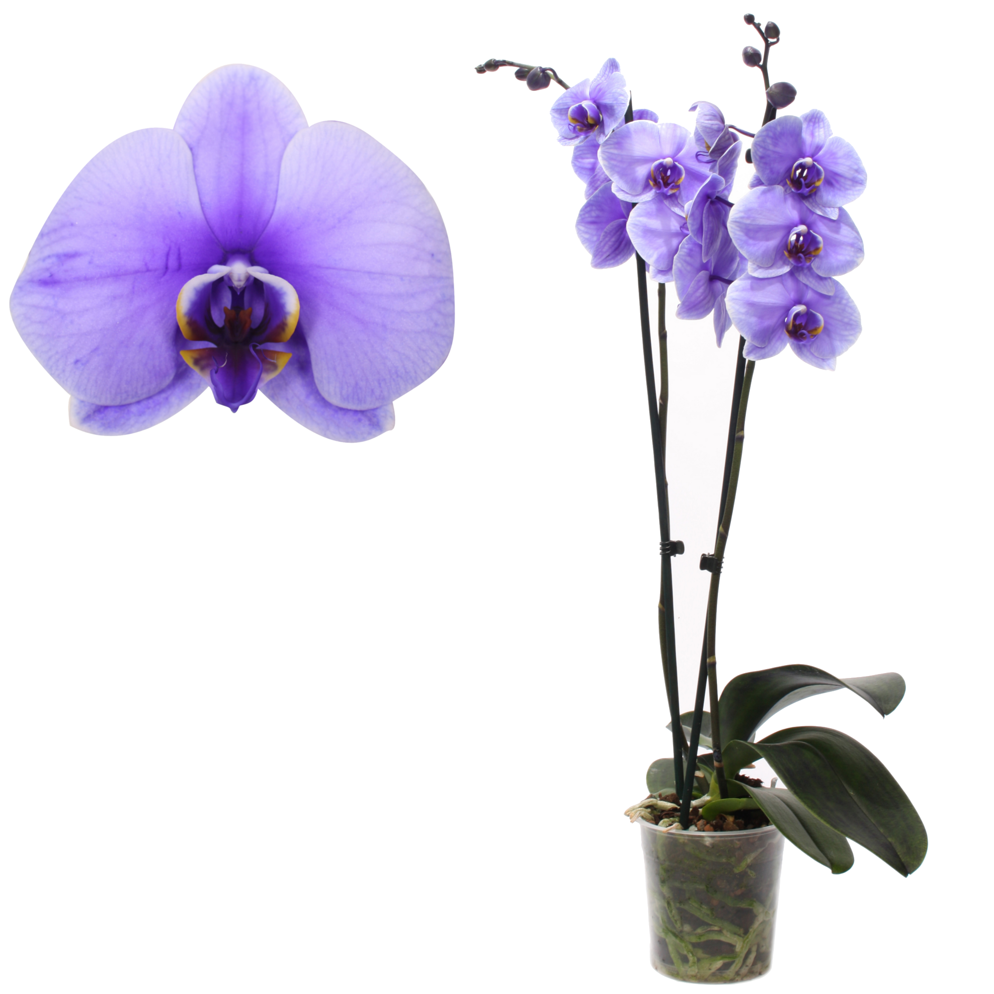 Schmetterlingsorchidee 'Royal Purple' 2 Rispen violett 12 cm Topf + product picture