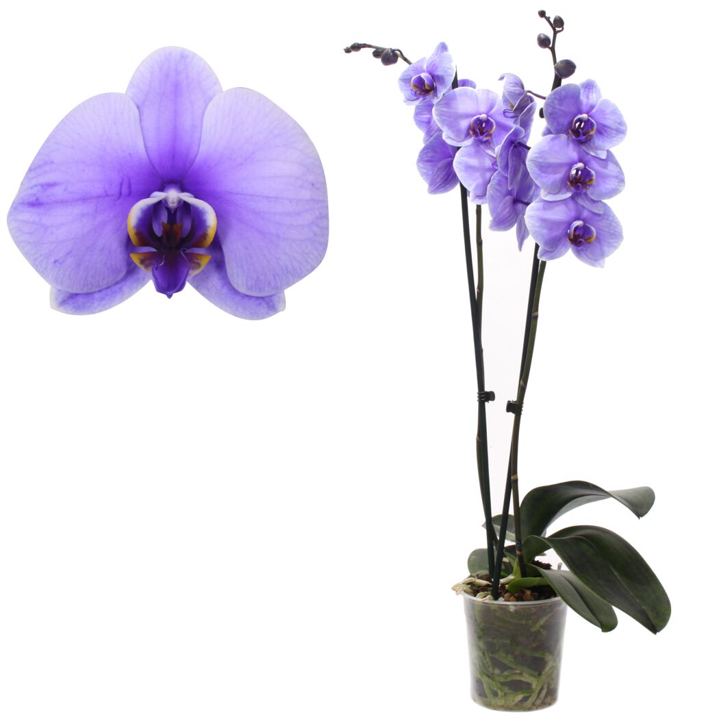 Lila Orchidee im Topf