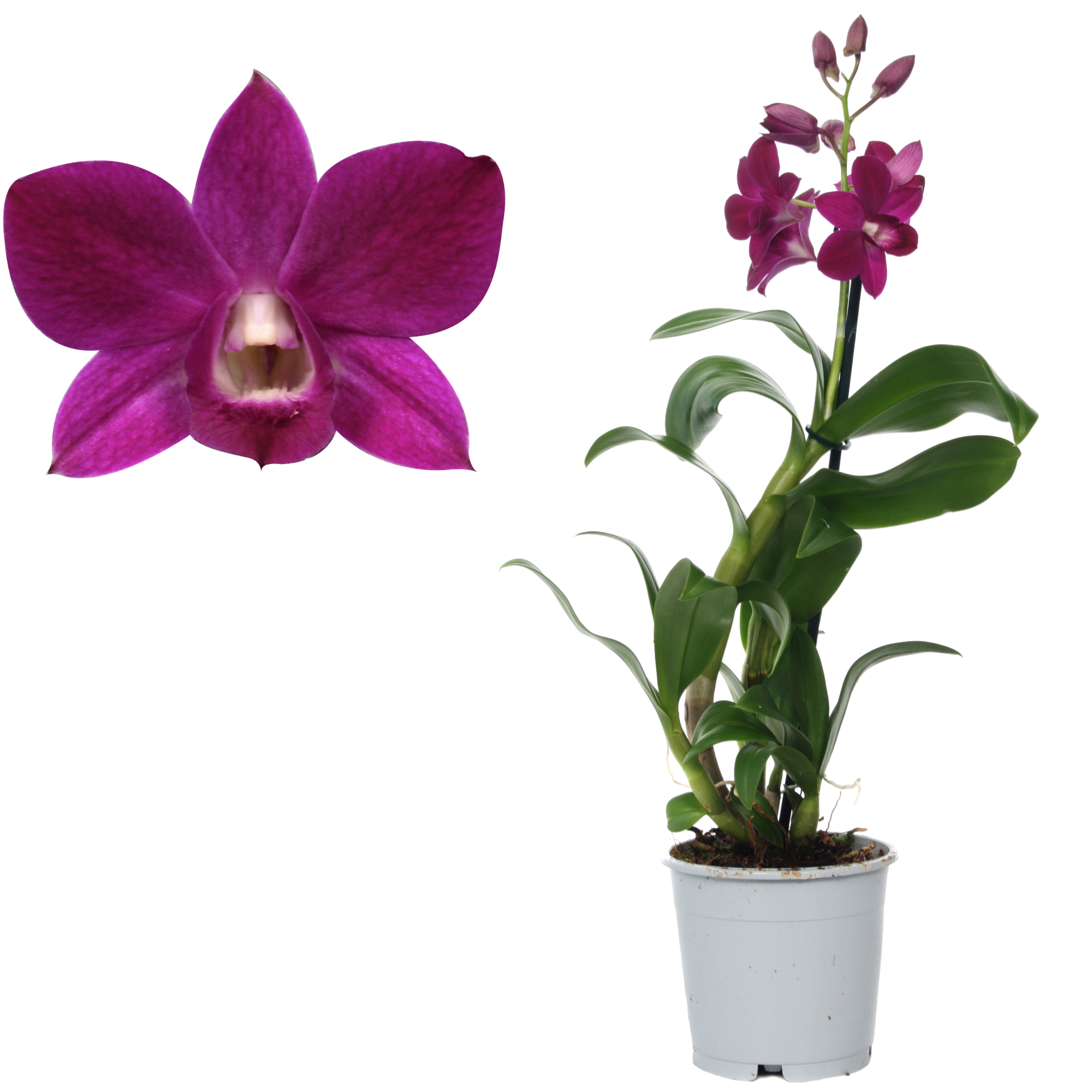 Dendrobium-Orchidee 'Purple Happiness' 1 Rispe violett 11 cm Topf + product picture