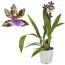 Blühende Zygopetalum-Orchidee im Topf