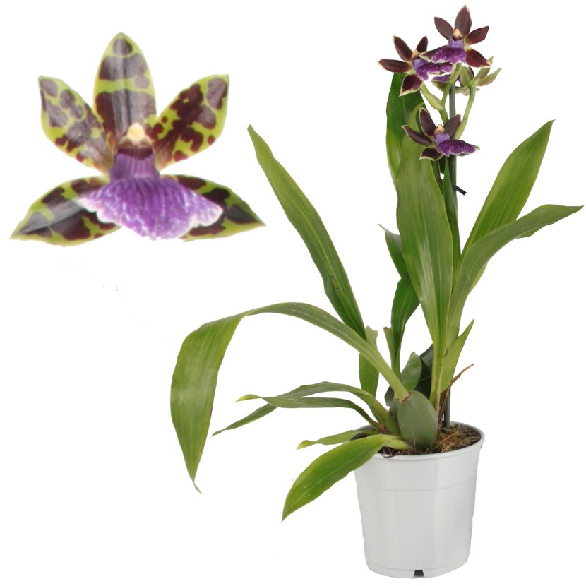 Blühende Zygopetalum-Orchidee im Topf