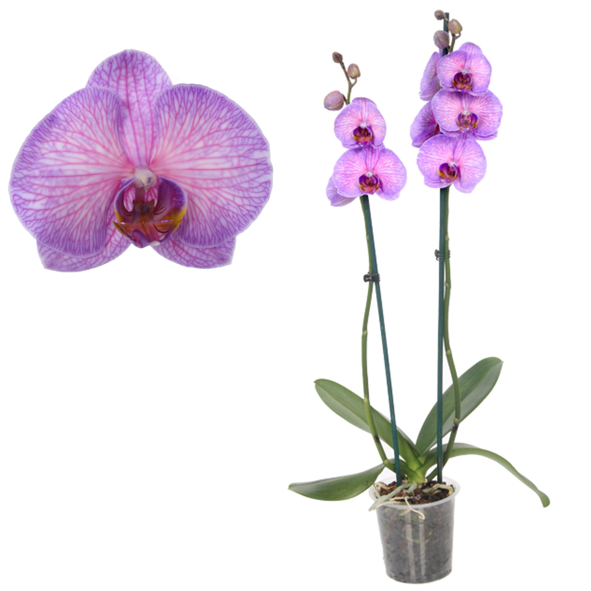 Schmetterlingsorchidee 'Royal Purple Heart' 2 Rispen pink 12 cm Topf + product picture