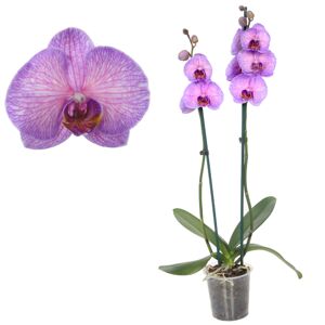 Schmetterlingsorchidee 'Royal Purple Heart' 2 Rispen pink 12 cm Topf