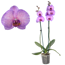 Verkleinertes Bild von Schmetterlingsorchidee 'Royal Purple Heart' 2 Rispen pink 12 cm Topf