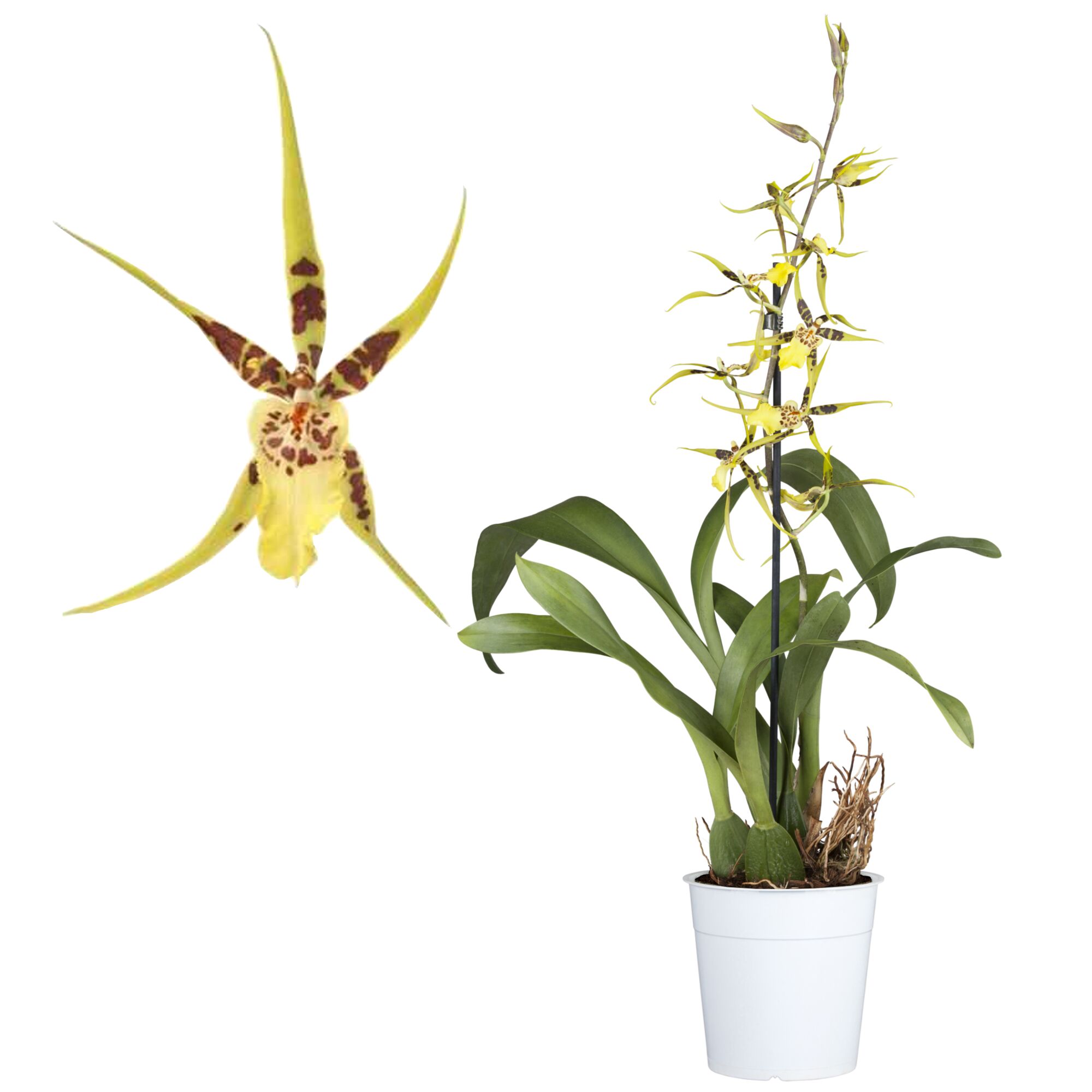 Gelb-braune Orchidee der Gattung Brassia in einem weißen Topf.