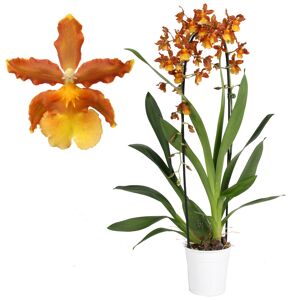 Cambria-Orchidee 'Catatante' 1 Rispe orange, 12 cm Topf