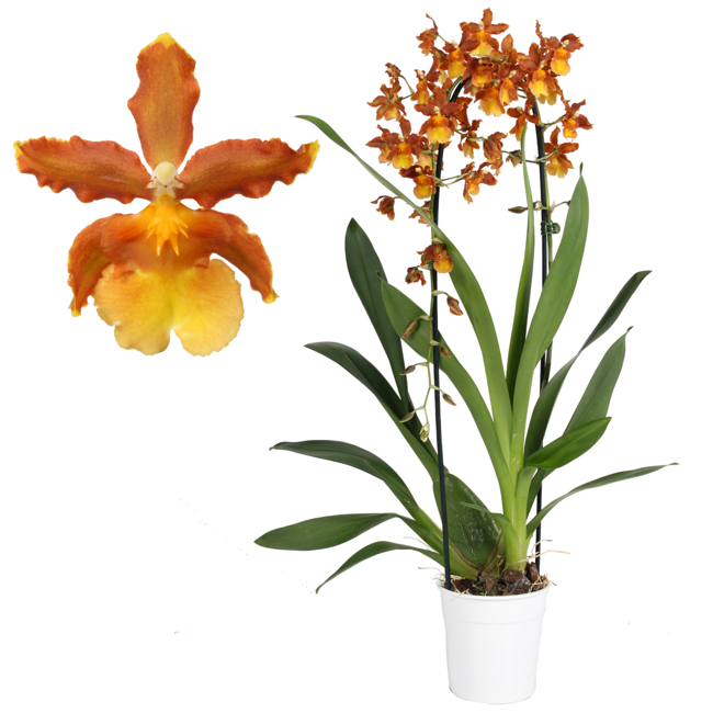 Bild von Cambria-Orchidee 'Catatante' 1 Rispe orange, 12 cm Topf