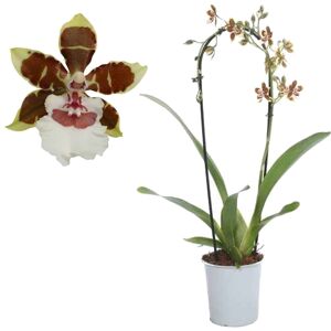 Cambria-Orchidee 'Jungle Monarch' 1 Rispe rot/weiß, 12 cm Topf