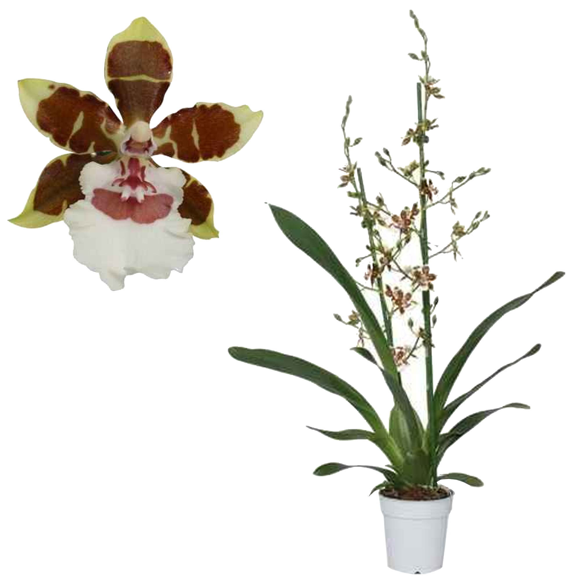 Cambria Orchidee 'Jungle Monarch' 2 Rispen rot/weiß, 12 cm Topf + product picture
