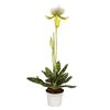 Paphiopedilum Hybride XXL Orchidee im Topf