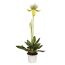 Paphiopedilum Hybride XXL Orchidee im Topf