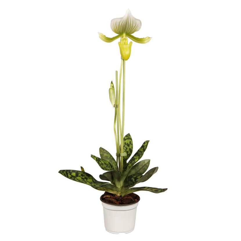 Paphiopedilum Hybride XXL Orchidee im Topf