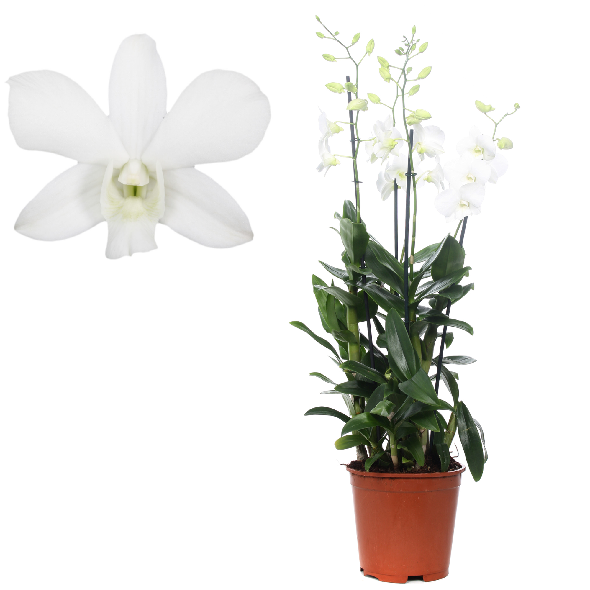Dendrobium-Orchidee 4 Rispen weiß, 21 cm Topf + product picture