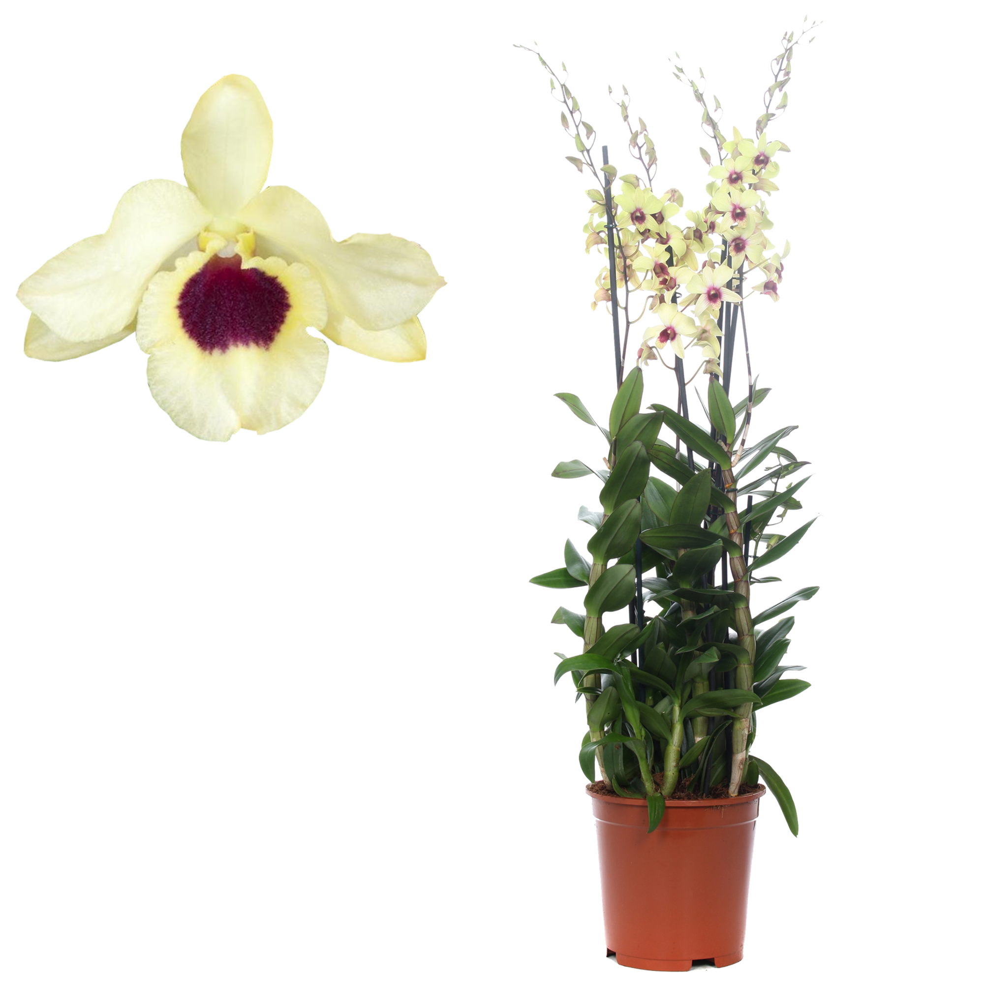 Dendrobium-Orchidee 4 Rispen creme/gelb, 21 cm Topf + product picture